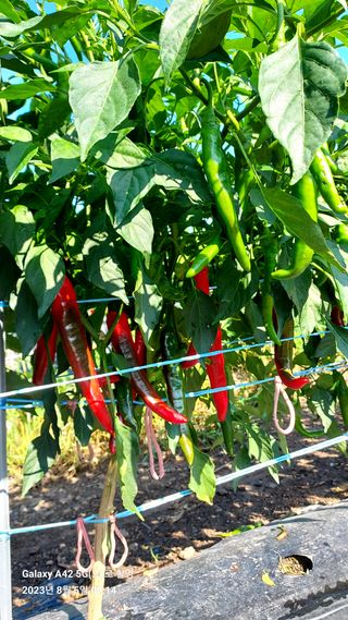 오남현님의 고추 · 수확 작성글 사진