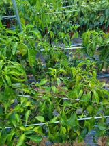 팜모닝 고추·병해충상담 게시글 이미지