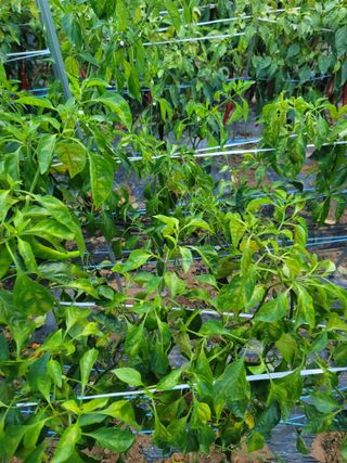 호경기님의 고추 · 병해충상담 작성글 사진