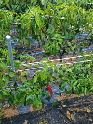 호경기님의 고추 · 병해충상담 작성글 사진