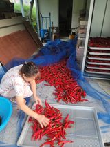 팜모닝 고추·수확 게시글 이미지