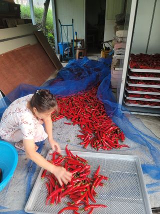 호경기님의 고추 · 수확 작성글 사진