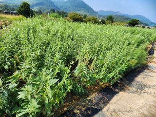 권춘화님의 들깨 · 자유게시판 작성글 사진