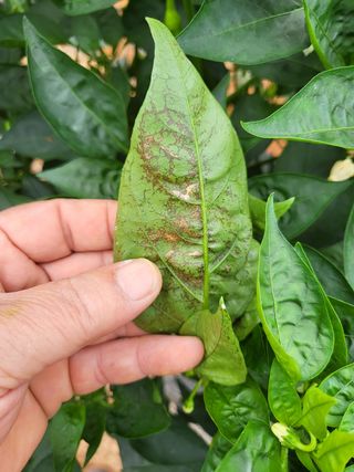 김문갑님의 고추 · 병해충상담 작성글 사진