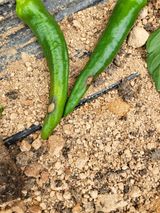 팜모닝 고추·병해충상담 게시글 이미지