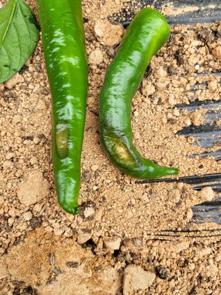 김문갑님의 고추 · 병해충상담 작성글 사진