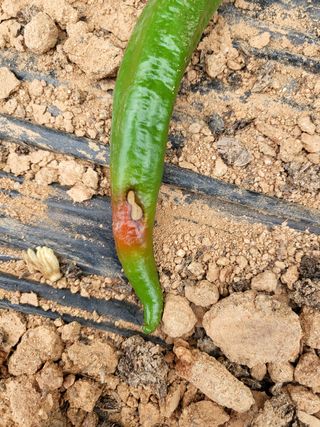 김문갑님의 고추 · 병해충상담 작성글 사진