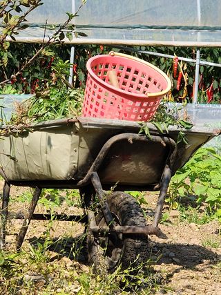 경규찬님의 들깨 · 영농일지 작성글 사진