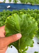 팜모닝 상추·병해충상담 게시글 이미지