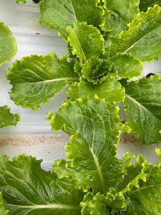 박천수님의 상추 · 병해충상담 작성글 사진