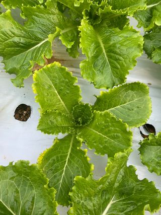 박천수님의 상추 · 병해충상담 작성글 사진