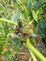 팜모닝 참깨·병해충상담 게시글 이미지