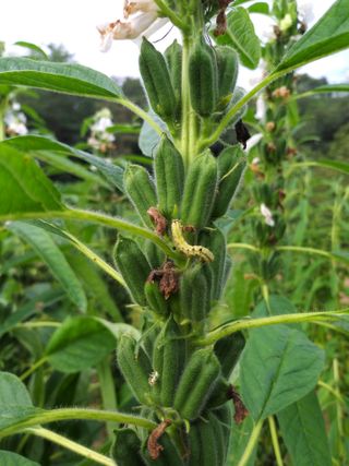 초보굴백이님의 참깨 · 병해충상담 작성글 사진