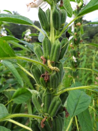 초보굴백이님의 참깨 · 병해충상담 작성글 사진