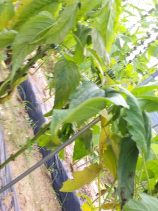 초보굴백이님의 참깨 · 병해충상담 작성글 사진