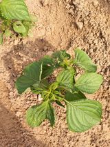 팜모닝 들깨·병해충상담 게시글 이미지