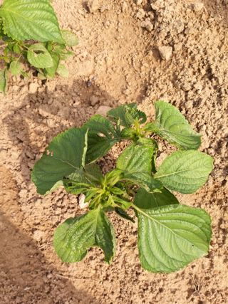 초보굴백이님의 들깨 · 병해충상담 작성글 사진