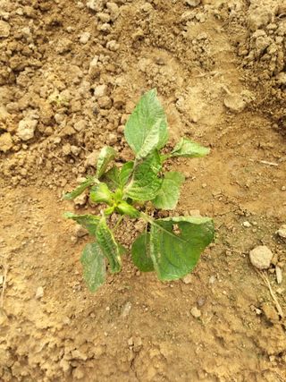 초보굴백이님의 들깨 · 병해충상담 작성글 사진