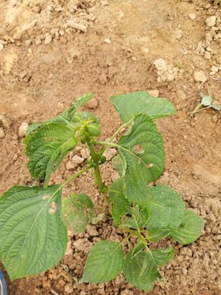 초보굴백이님의 들깨 · 병해충상담 작성글 사진