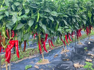 이봉수님의 고추 · 수확 작성글 사진