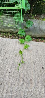 팜모닝 자유주제·자유게시판 게시글 이미지