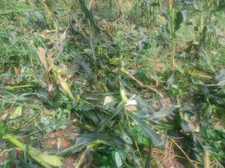 박흥구님의 옥수수 · 자유게시판 작성글 사진