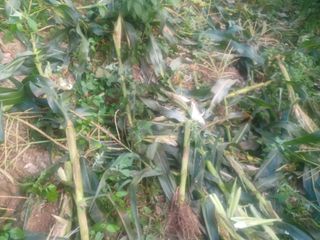 박흥구님의 옥수수 · 자유게시판 작성글 사진