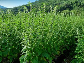 참깨6253님의 자두 · 영농일지 작성글 사진