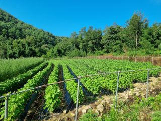 참깨6253님의 자두 · 영농일지 작성글 사진
