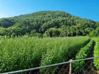 참깨6253님의 자두 · 영농일지 작성글 사진