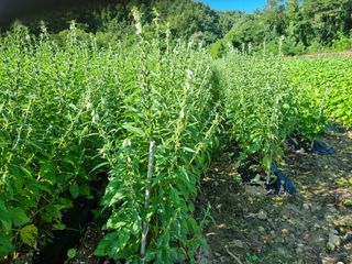 참깨6253님의 자두 · 영농일지 작성글 사진