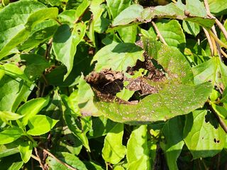 신태룡님의 팜모닝 병해충 연구회 · 병해충상담 작성글 사진