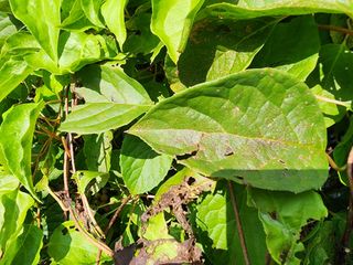신태룡님의 팜모닝 병해충 연구회 · 병해충상담 작성글 사진