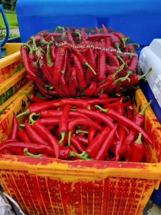 마늘6843님의 병해충 박멸! 살충제 추천 · 참여글 작성글 사진