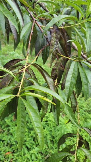 귀농 준비 1년차님의 복숭아 · 병해충상담 작성글 사진