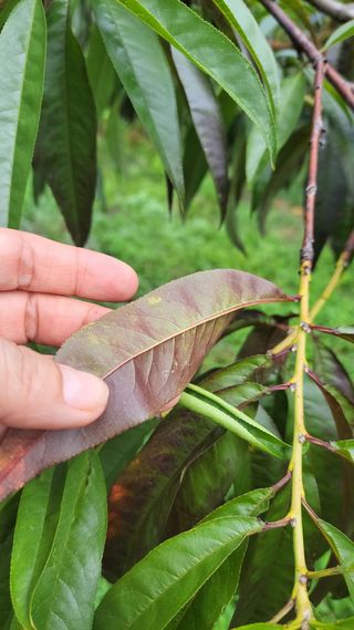 귀농 준비 1년차님의 복숭아 · 병해충상담 작성글 사진