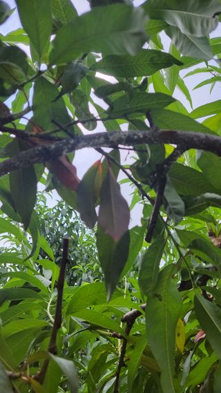 귀농 준비 1년차님의 복숭아 · 병해충상담 작성글 사진