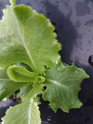 장민순님의 상추 · 자유게시판 작성글 사진