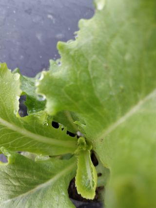 장민순님의 상추 · 자유게시판 작성글 사진