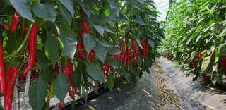 전봉우(채미농원)님의 고추 · 일상 작성글 사진