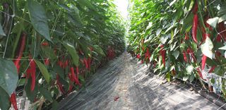 전봉우(채미농원)님의 고추 · 일상 작성글 사진