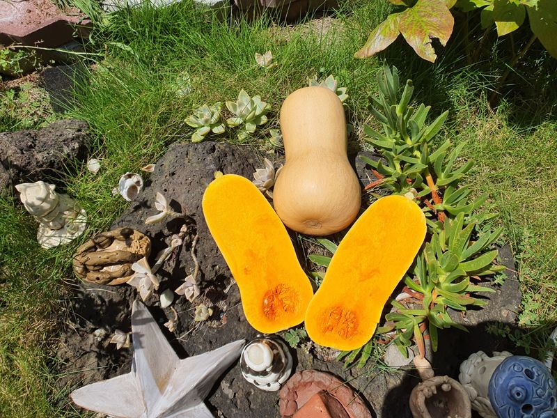 제주담은농장님의 장터 판매 상품 [제주담은농장 땅콩호박] 첨부 사진