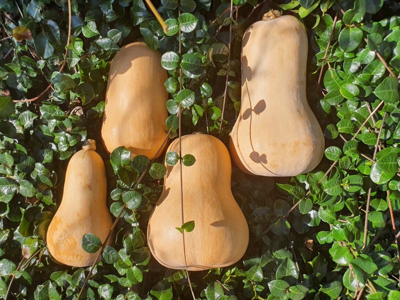 제주담은농장님의 장터 판매 상품 [제주담은농장 땅콩호박] 첨부 사진