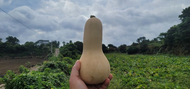 제주담은농장님의 장터 판매 상품 [제주담은농장 땅콩호박] 첨부 사진