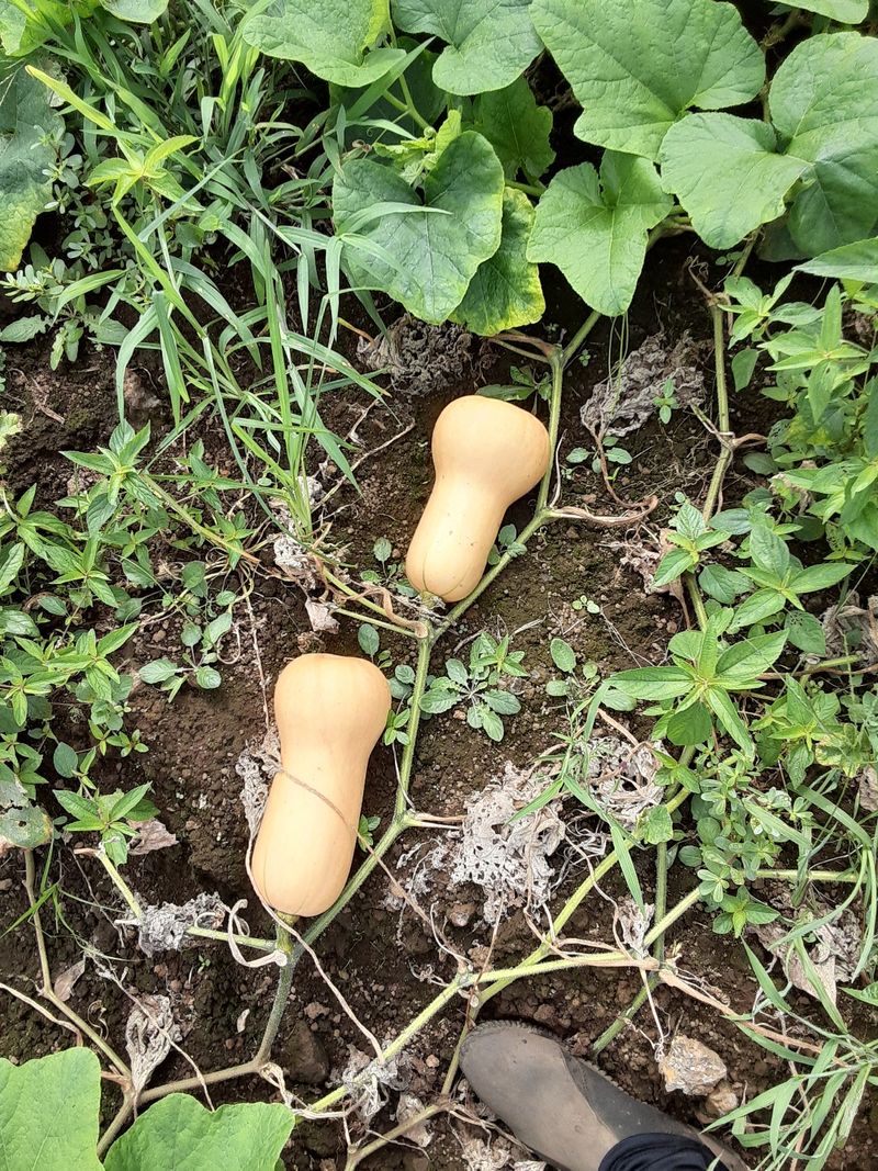 제주담은농장님의 장터 판매 상품 [제주담은농장 땅콩호박] 첨부 사진