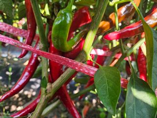 딸기17737님의 우리동네 · 동네수다 작성글 사진