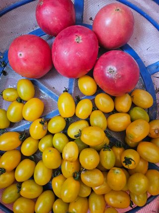 딸기17737님의 우리동네 · 동네수다 작성글 사진