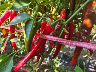 딸기17737님의 우리동네 · 동네수다 작성글 사진