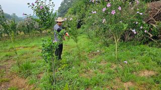 황영출님의 기타작물 · 영농일지 작성글 사진