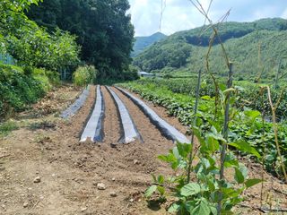 드래곤 님의 기타작물 · 영농일지 작성글 사진